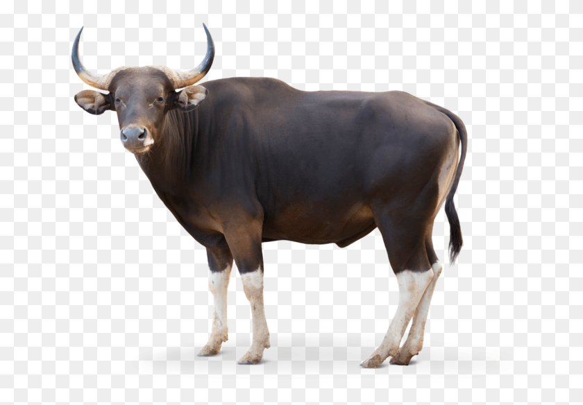 637x524 Vector Bull Banteng Banteng, Cow, Cattle, Mammal HD PNG Download