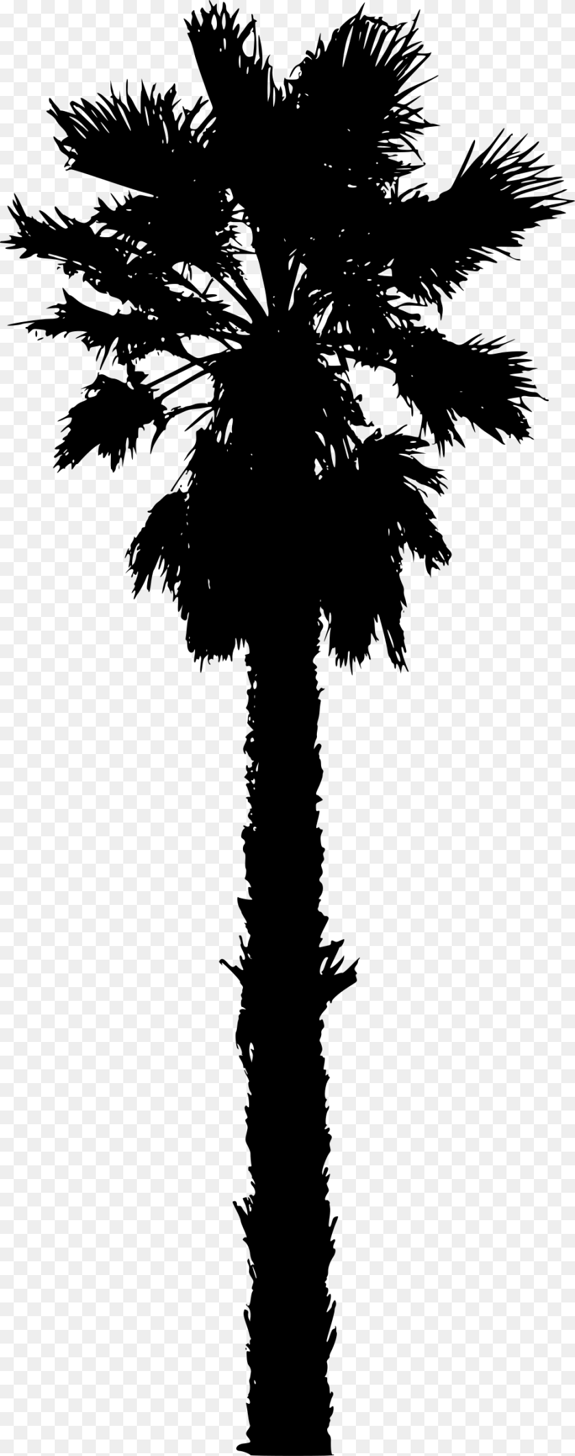 949x2400 Vector California Palm Tree For Free Download On California Palm Tree Vector, Gray Transparent PNG