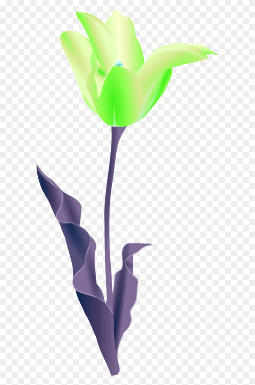 600x1204 Vector Clip Art Tulip Clip Art, Plant, Flower, Blossom HD PNG Download