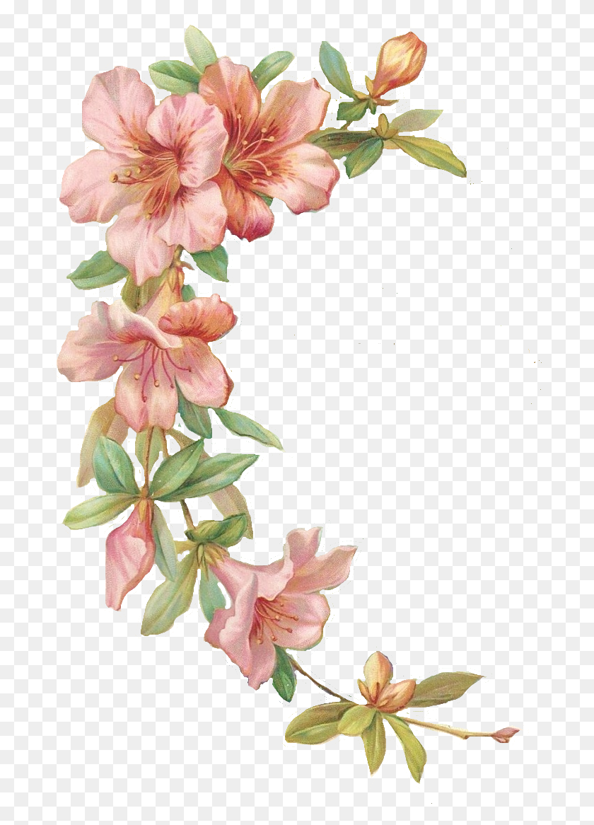 693x1106 Vector Free Library Azalea Drawing Flower Tattoo Marco De Flores, Plant, Blossom, Gladiolus HD PNG Download
