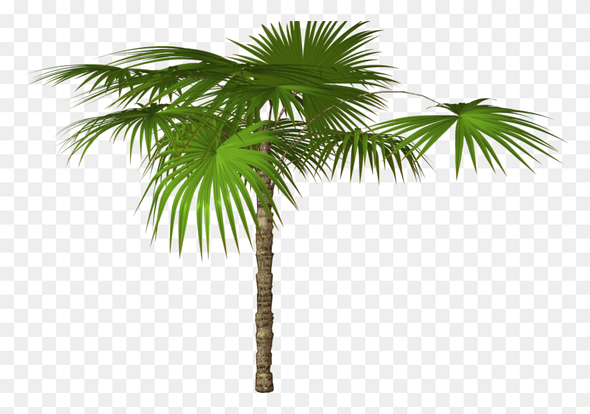 1600x1089 Vector Free Real Palm Tree With Ornaments Palm Trees High Resolution, Plant, Tree, Arecaceae HD PNG Download