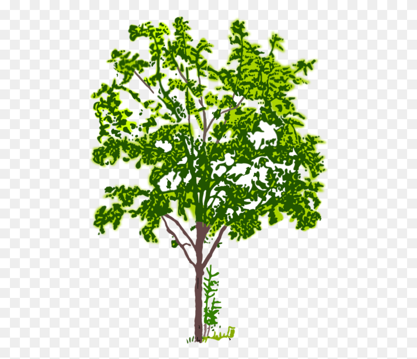 484x663 Vector Graphics Gambar Pohon Hitam Putih, Plant, Tree, Vegetation HD PNG Download