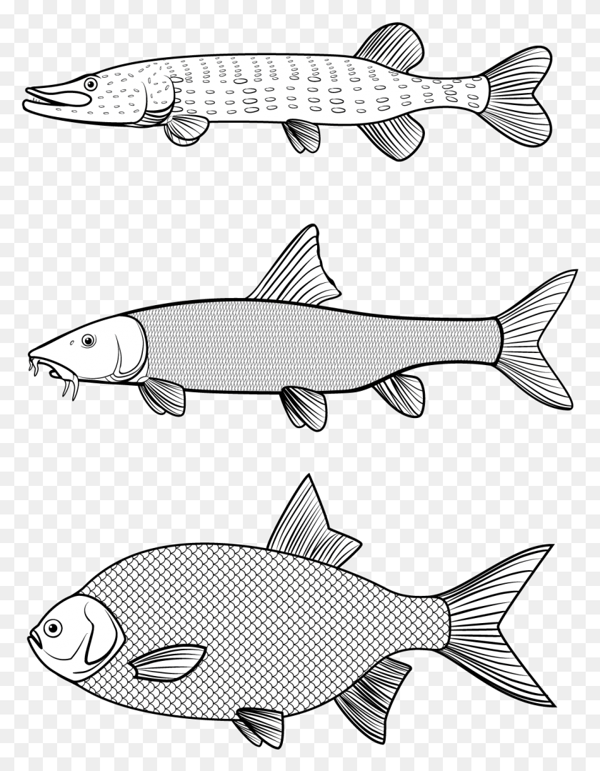 1106x1445 Vector Graphics Line Art Trout, Fish, Animal, Mullet Fish HD PNG Download
