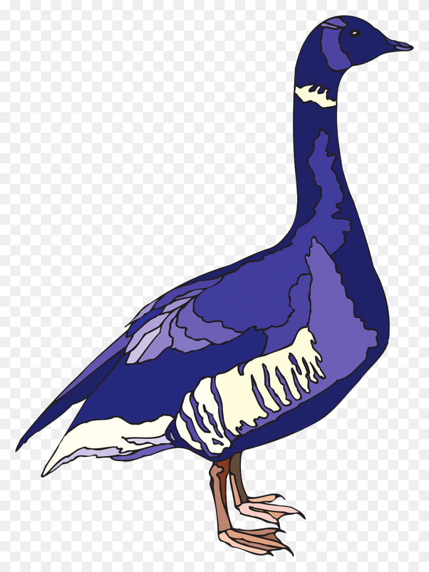 941x1280 Descargar Png / Ganso Púrpura, Animal, Aves Acuáticas Hd Png