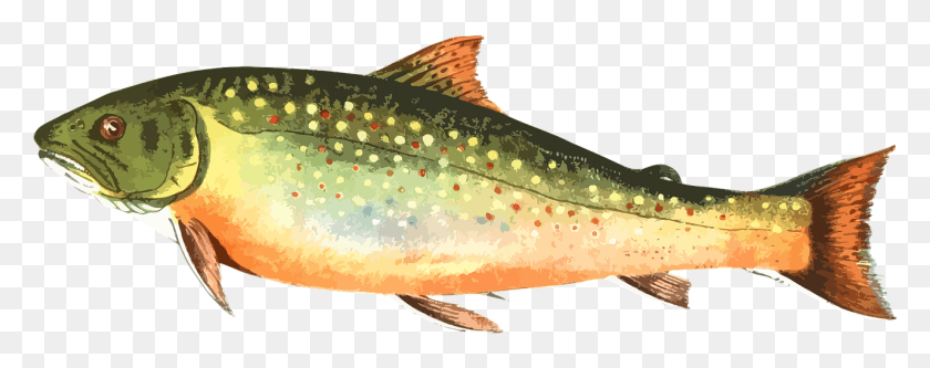 1281x449 Vector Graphicsfree Pictures Free Trout Fish, Animal, Cod, Coho HD PNG Download