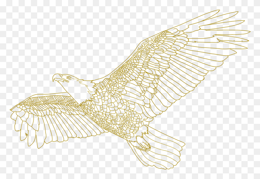 1031x685 Vector Hawks Osprey Buzzard, Animal, Bird, Eagle HD PNG Download
