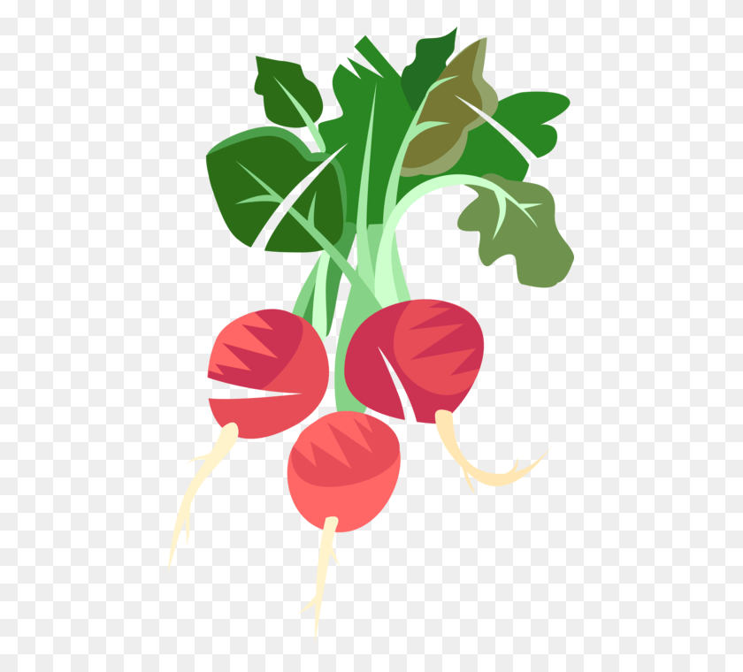459x700 Vector Illustration Of Crisp Pungent Edible Root Vegetable Beet Greens, Plant, Food, Radish HD PNG Download