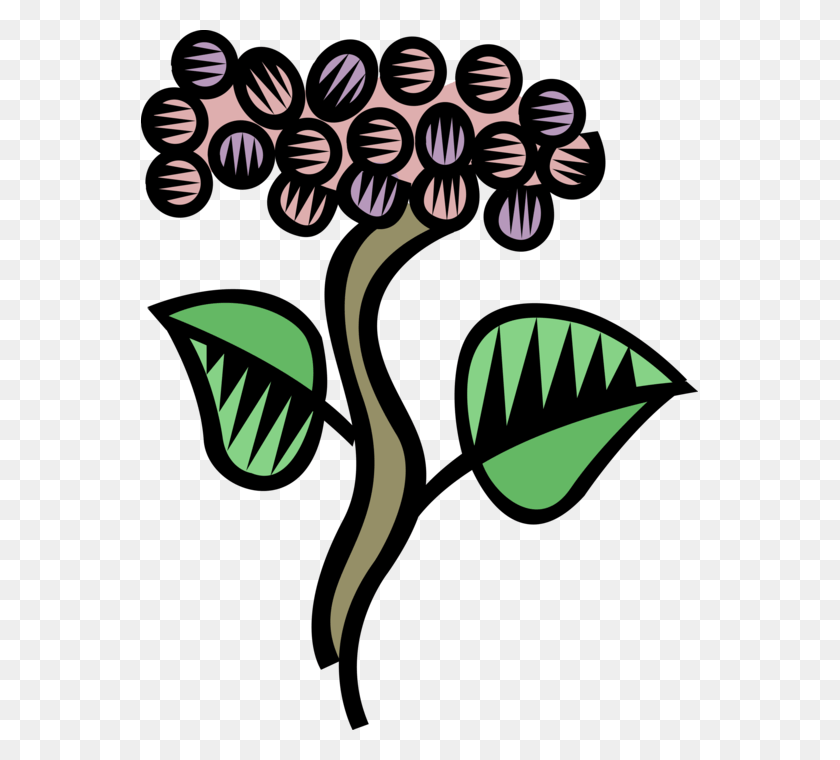 557x700 Vector Illustration Of Edible Grapevine Fruit Grapes, Graphics, Floral Design HD PNG Download