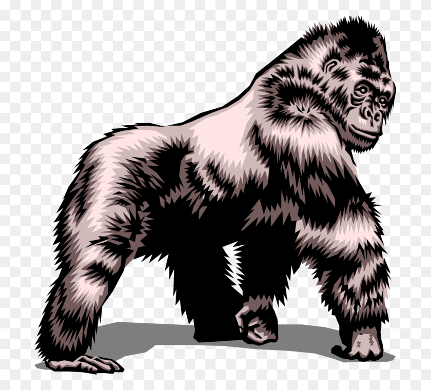 705x700 Vector Illustration Of Herbivorous Ape Silverback Gorilla, Wildlife, Animal, Mammal HD PNG Download
