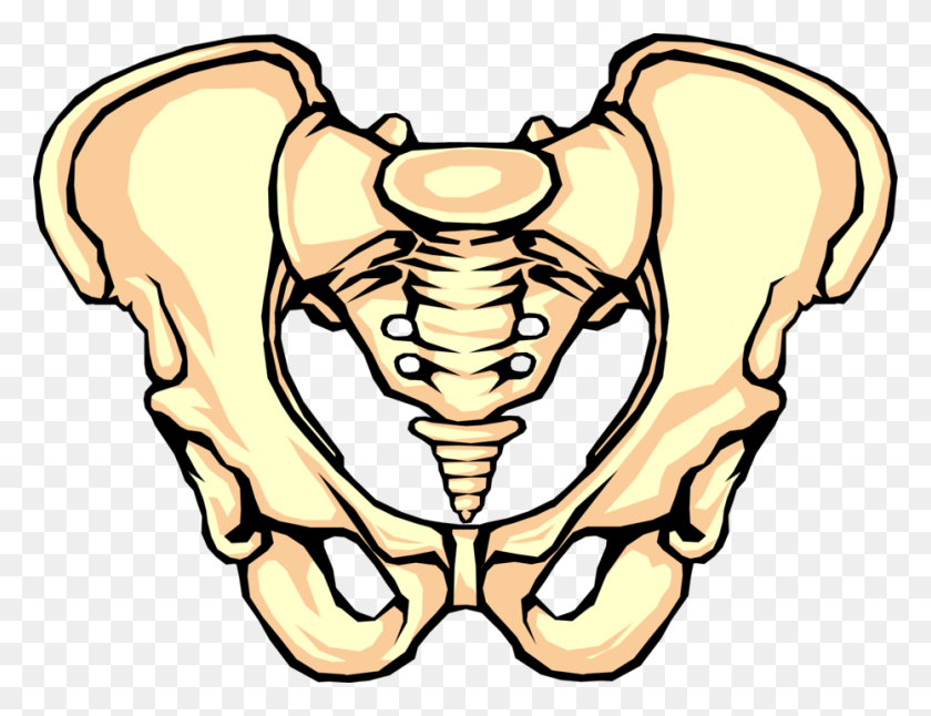 931x700 Vector Illustration Of Human Pelvis Bone Intertuberous Diameter, Skeleton, Hip, Teeth HD PNG Download