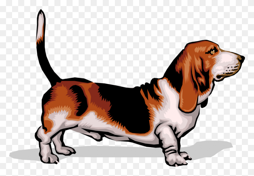 1043x700 Vector Illustration Of Short Legged Basset Hound Dog Swollen Lymph Nodes In Basset Hounds, Animal, Mammal, Pet HD PNG Download