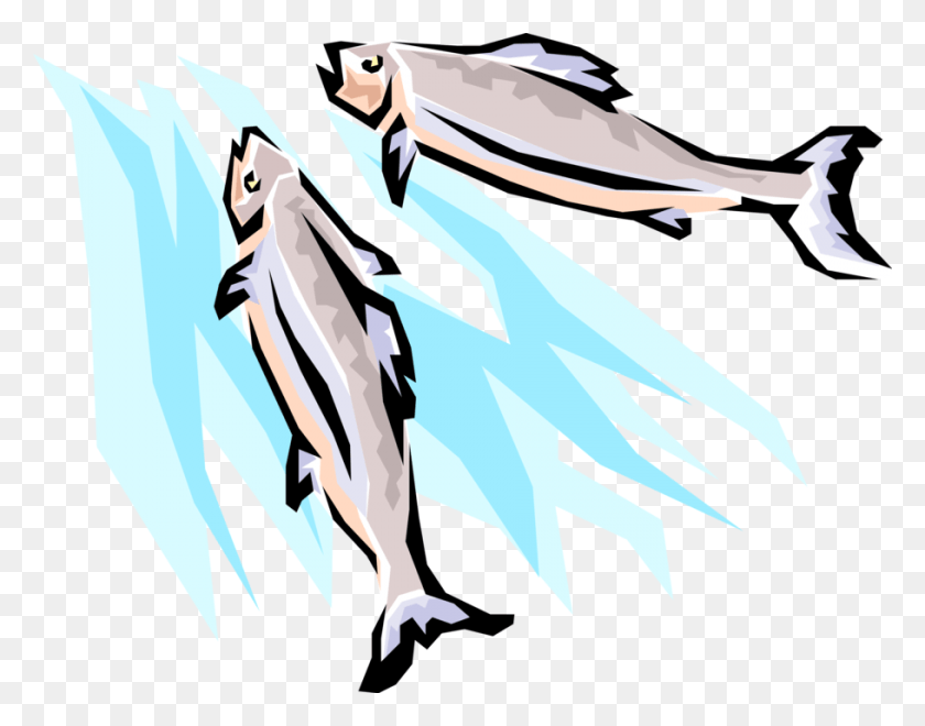910x700 Vector Illustration Of Spawning Salmon Fish Swimming Illustration, Animal, Tuna, Sea Life HD PNG Download