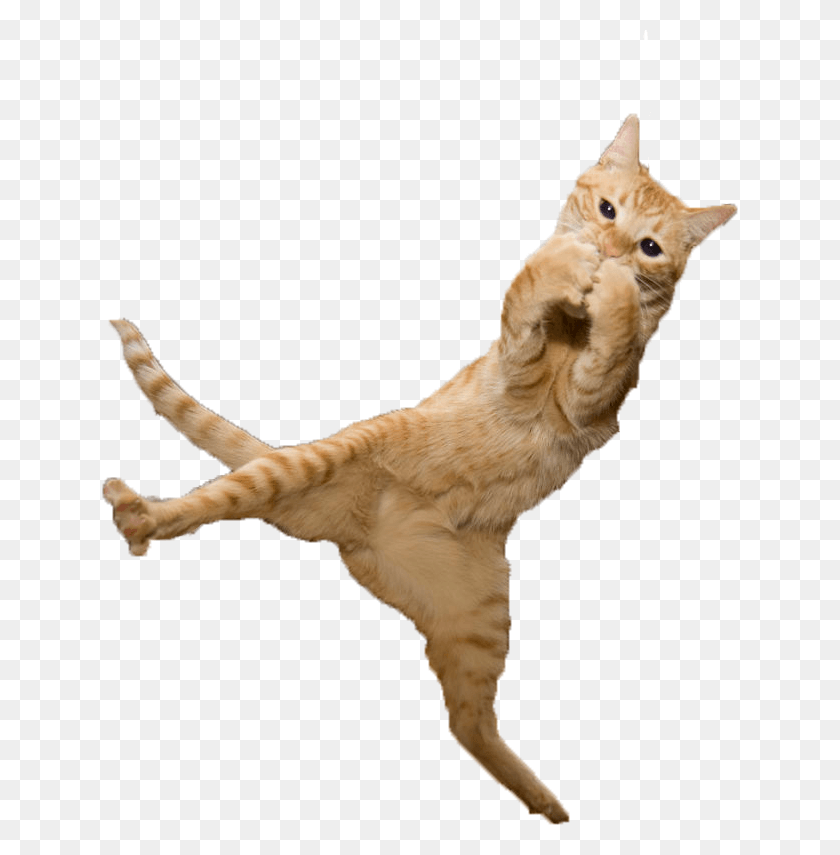 636x795 Vector Library Library For Free On Mbtskoudsalg Cat Jump, Wood, Hardwood, Pet HD PNG Download