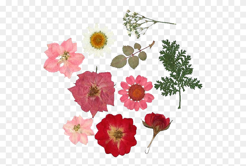 545x506 Vector Royalty Free Across The Universe Yebbi Dried Pressed Flowers, Plant, Flower, Blossom HD PNG Download