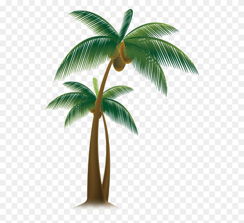 531x709 Вектор Роялти Free Arecaceae Tree Trees Transprent Portable Network Graphics, Plant, Leaf, Green Hd Png Download