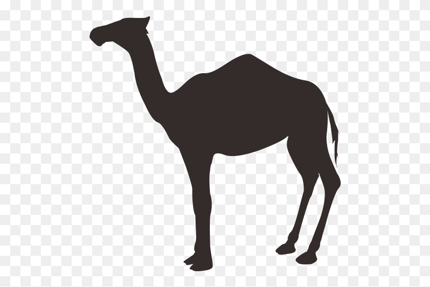 493x501 Vector Royalty Free Library Dromedary Milk Stock Photography Todgha Gorge, Camel, Mammal, Animal HD PNG Download