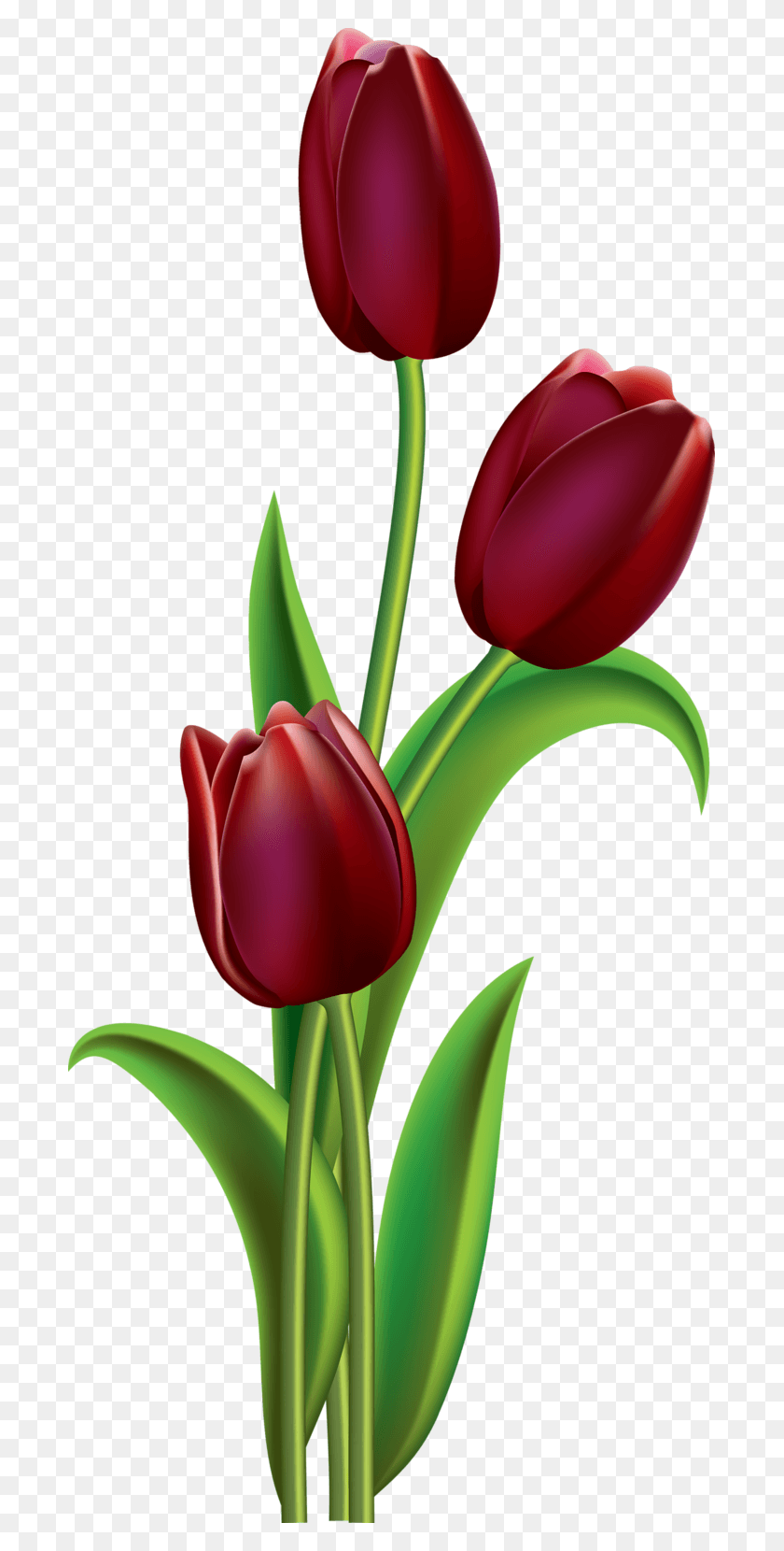 693x1600 Vector Royalty Free Stock Drawing Tulip Crayon Fabric Painting Tulip Flowers, Plant, Flower, Blossom HD PNG Download