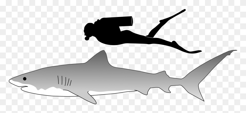 2000x839 Векторные Акулы Тигровая Акула Размер Тигровой Акулы, Морская Жизнь, Рыба, Животное Hd Png Скачать