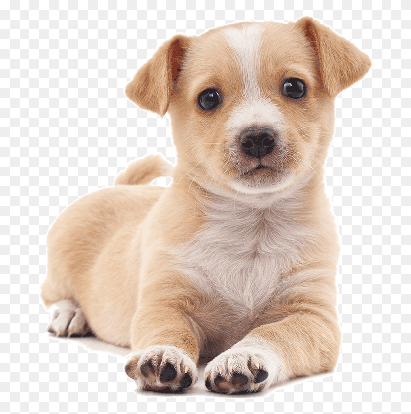683x785 Vector Transparent Library Rescue That Pup Provide Ascan Alimento Para Perros, Puppy, Dog, Pet HD PNG Download