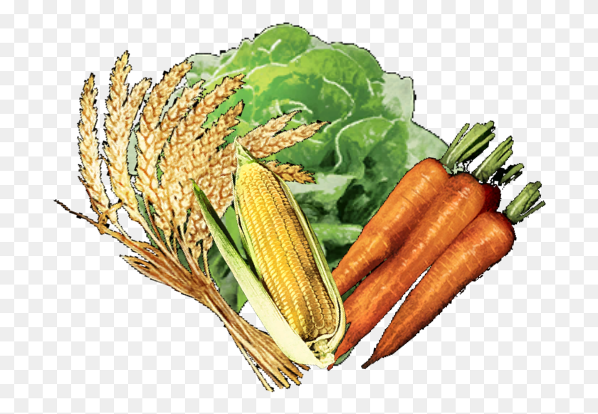 694x522 Овощная Морковь, Растение, Еда, Кукуруза Hd Png Скачать