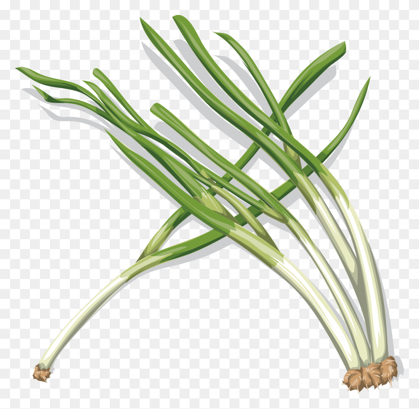 2289x2235 Vegetable Clipart Onion, Plant, Produce, Food HD PNG Download