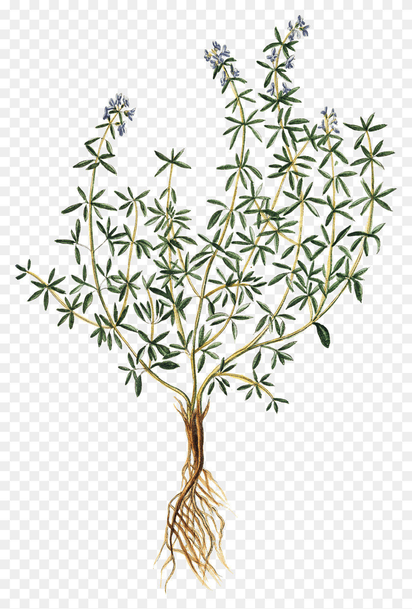1573x2382 Растительный Рисунок, Трава, Тимьян, Растение, Дерево, Цветок, Hd Png Скачать
