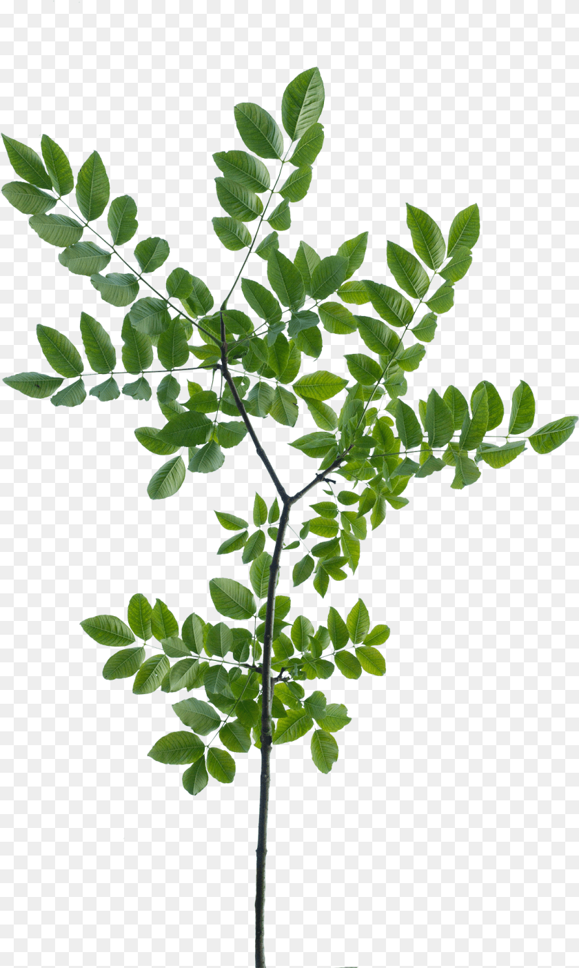 Vegetation Drawing Rose Tree Branch Leaves Texture, Leaf, Plant, Green Clipart PNG