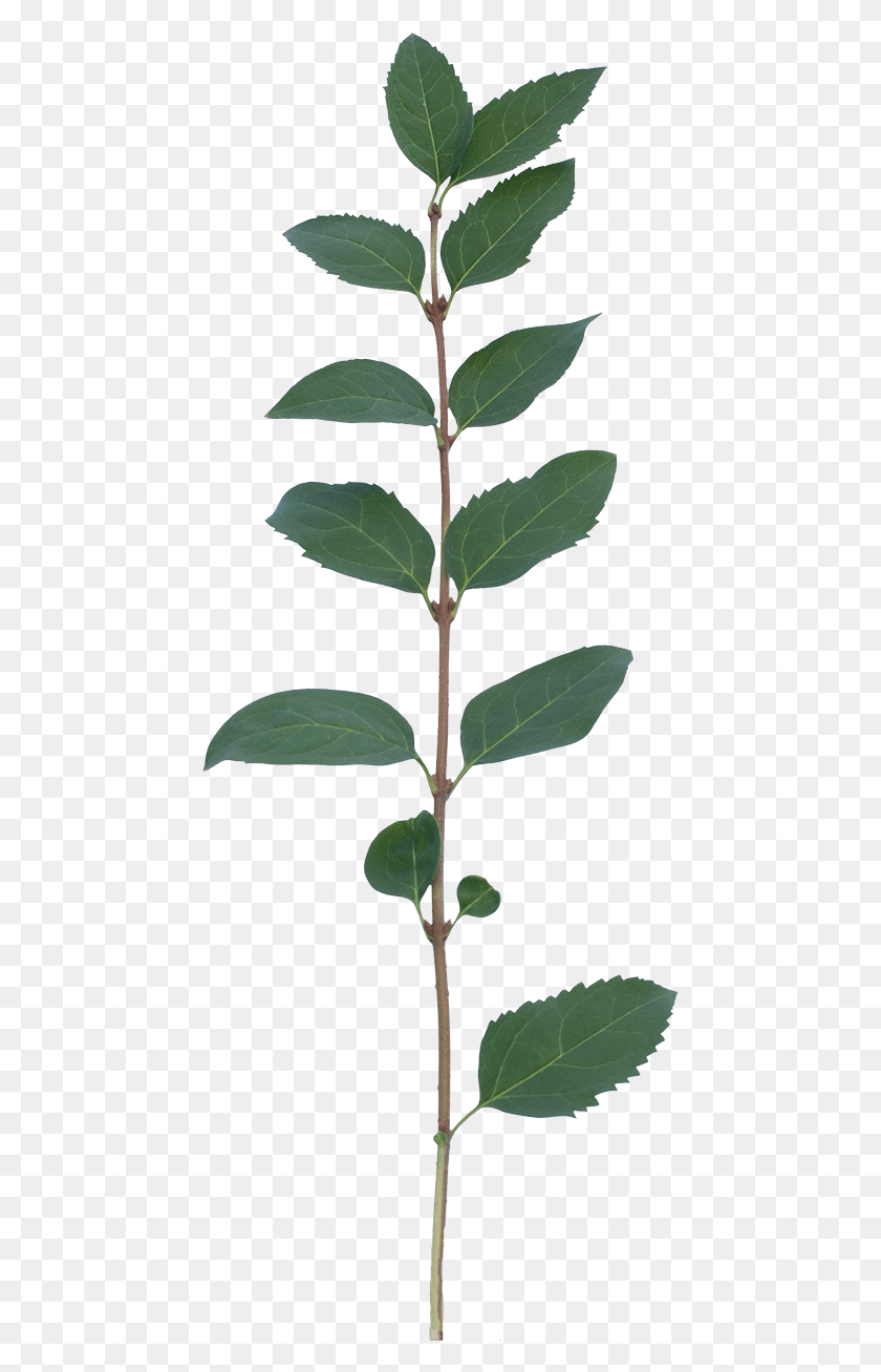 455x1247 Ветка Растительного Дерева 16B Buttonbush, Растение, Лист, Цветок Hd Png Скачать