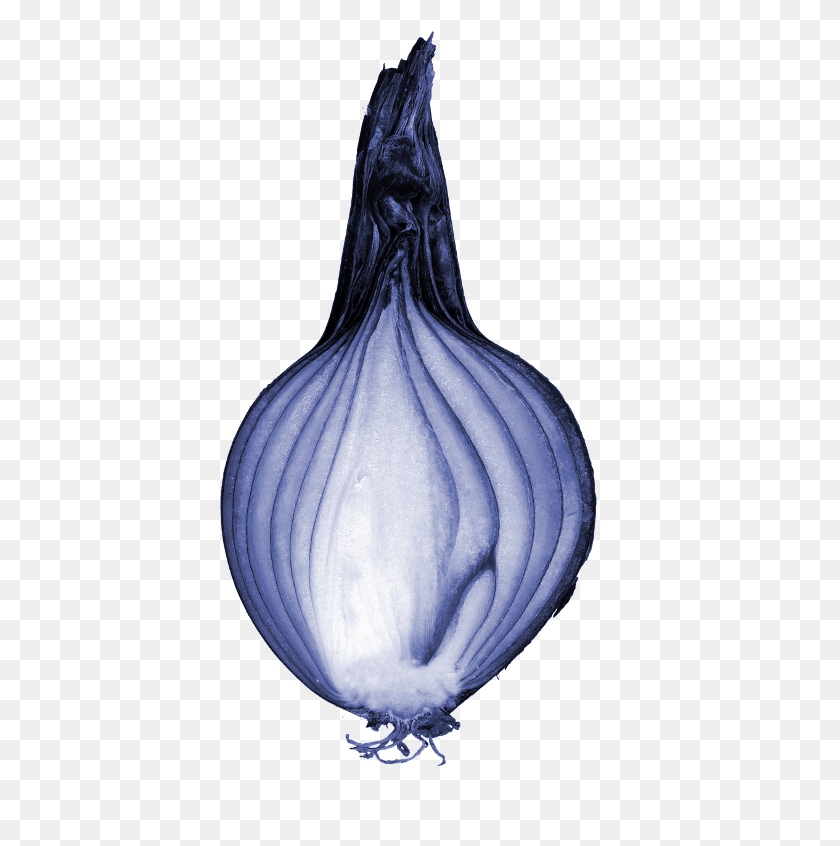 401x786 La Reproducción Vegetativa En La Cebolla La Cebolla Es Tallo O Raíz, Planta, Vegetal, Alimentos Hd Png