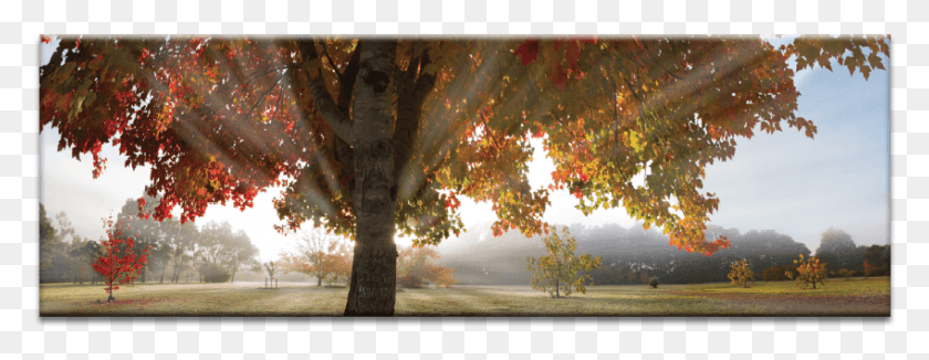 849x290 Veil Rays Birch, Tree, Plant, Nature HD PNG Download
