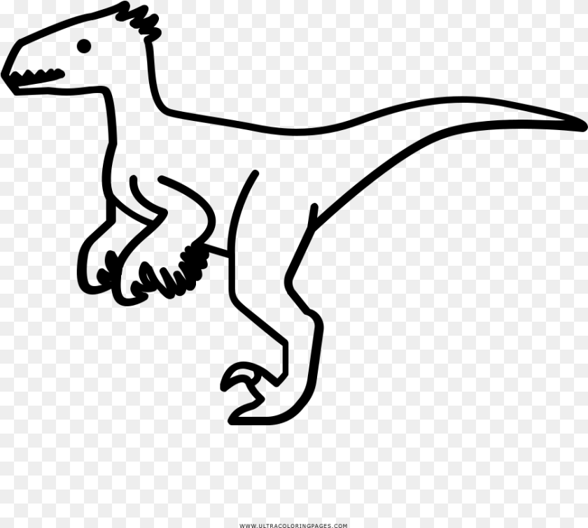 903x812 Velociraptor Coloring, Gray Clipart PNG