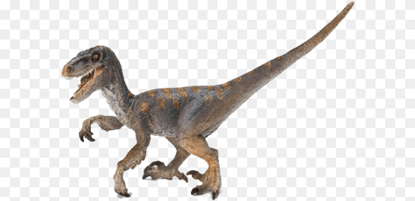 597x408 Velociraptor Cretaceous Period Dinosaurs, Animal, Dinosaur, Reptile, T-rex Sticker PNG