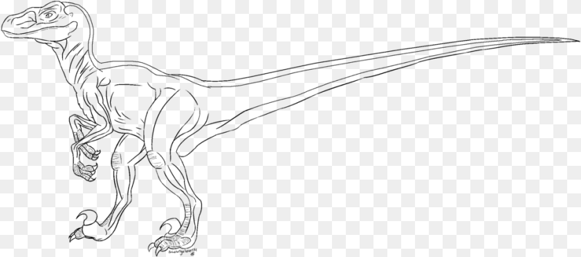 998x442 Velociraptor Lineart By Scourgelover14 Drawing, Gray Clipart PNG
