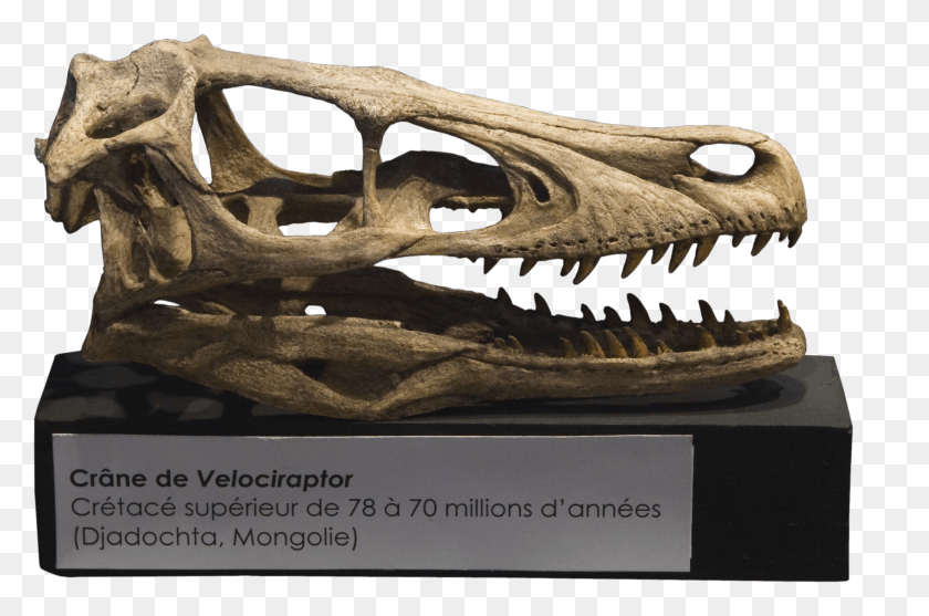 2441x1557 Velociraptor Skull Crne Velociraptor Skull HD PNG Download