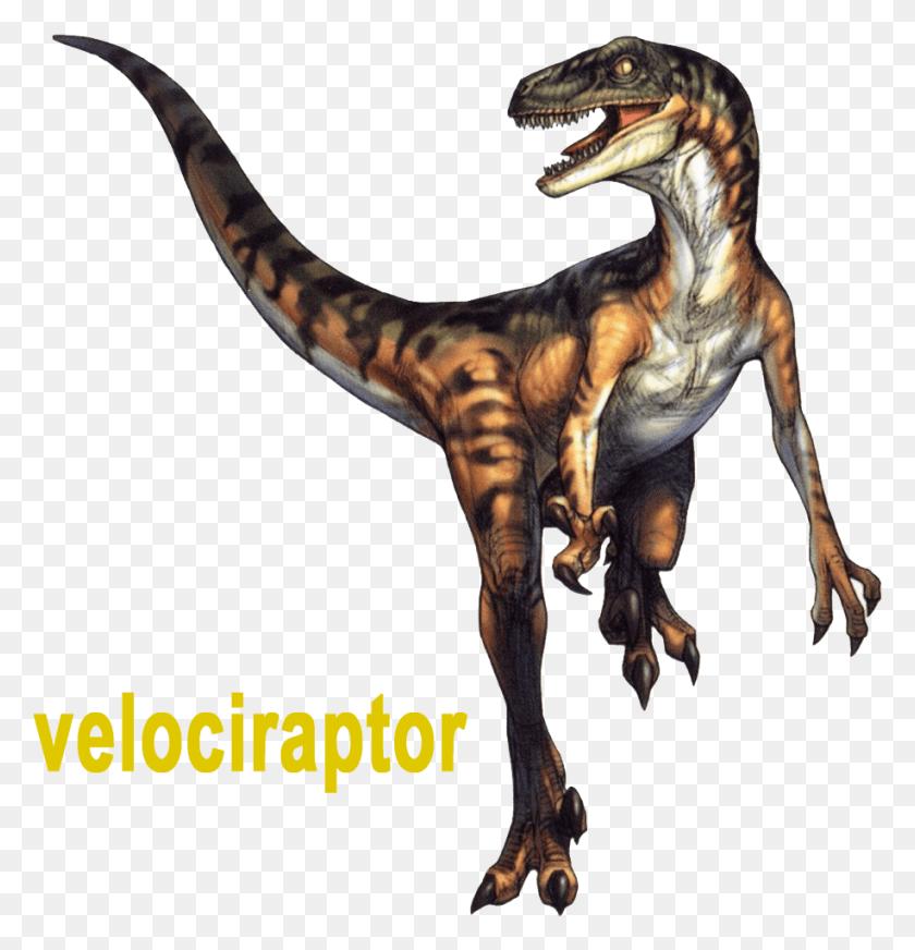 916x954 Velociraptor Um Gnero Terpode Do Perodo Cretceo Velociraptor Dino Crisis, Dinosaurio, Reptil, Animal Hd Png Download