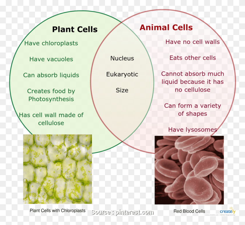 988x901 Venn Diagram Comparing Plant Cells And Animal Cells, Diagram, Food, Plot HD PNG Download