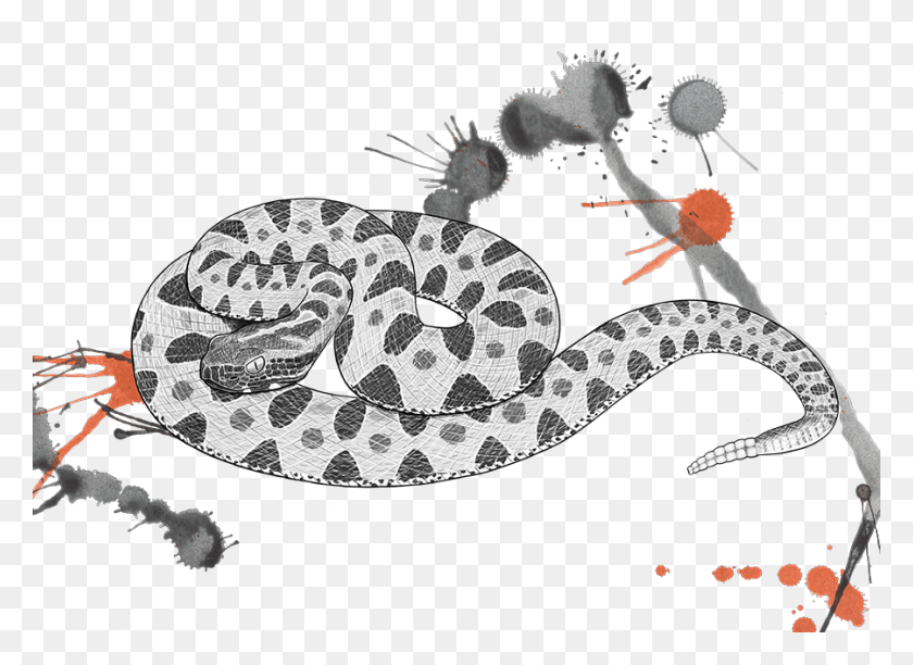 900x637 Venomous Pharmaceuticals Sistrusrus Miliarius Barbouri Pigmy Rattlesnake Drawing, Snake, Reptile, Animal HD PNG Download