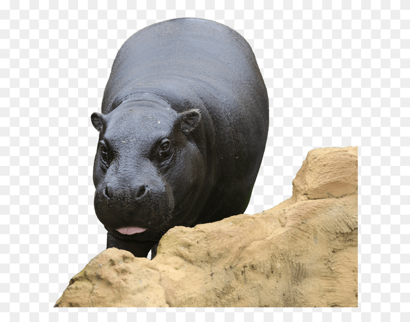 627x600 Ver Mais Hippopotamus, Wildlife, Animal, Mammal HD PNG Download
