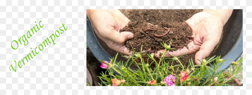 961x318 Vermicompost, Soil, Plant, Outdoors HD PNG Download