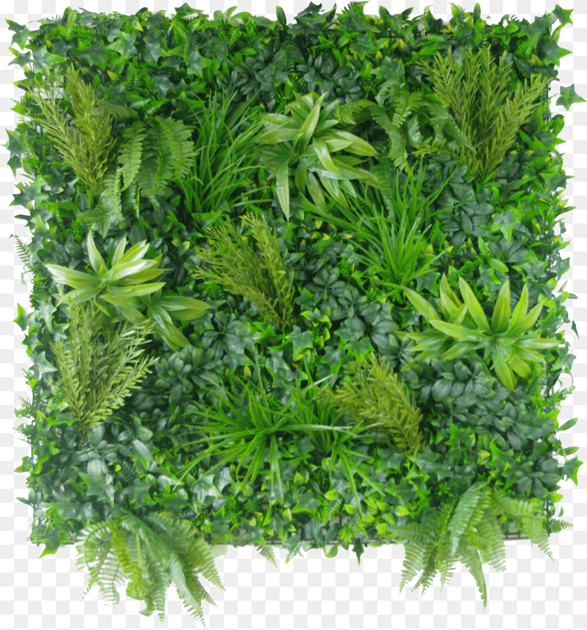 Vertical Garden Wall, Herbal, Herbs, Moss, Plant Transparent PNG
