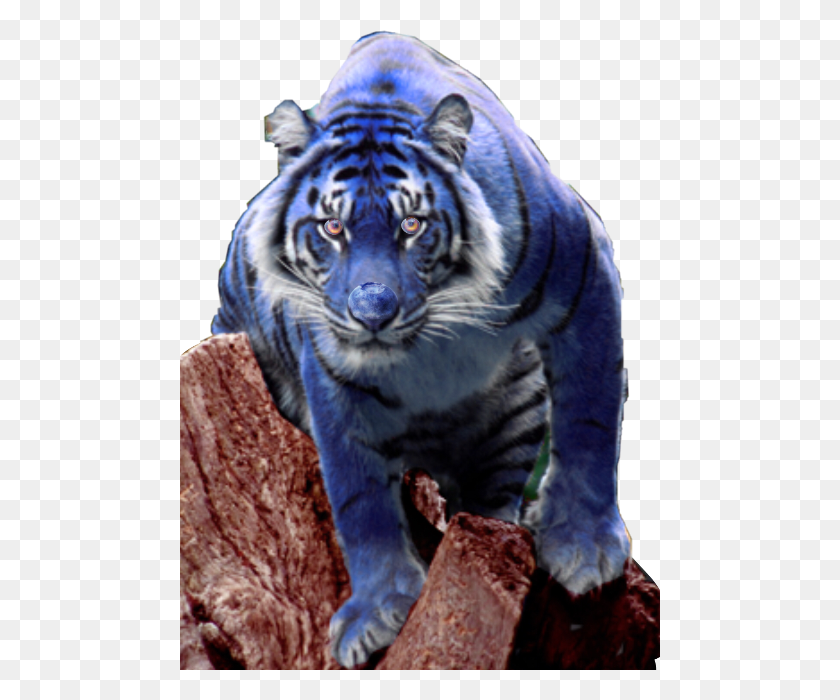 480x640 Очень Редкий Тигр, Дикая Природа, Млекопитающее, Животное Hd Png Скачать