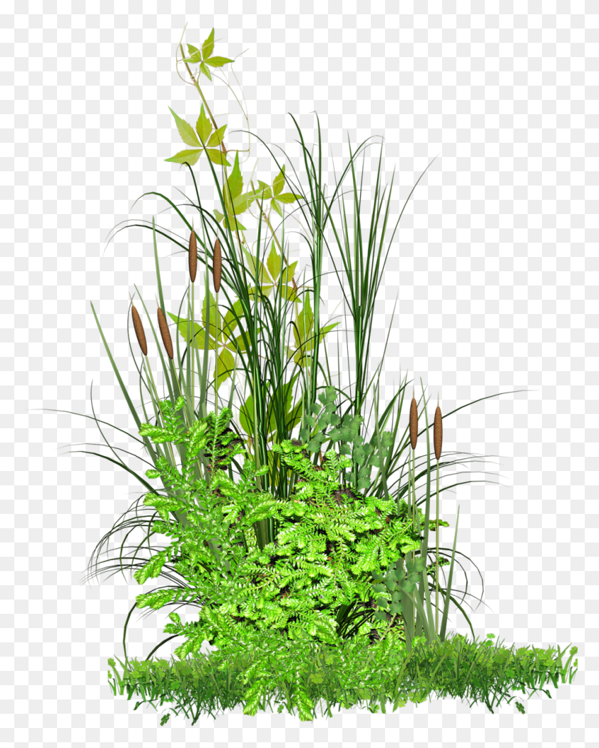 1010x1280 Vgtation Grass For Picsart, Plant, Flower, Blossom HD PNG Download