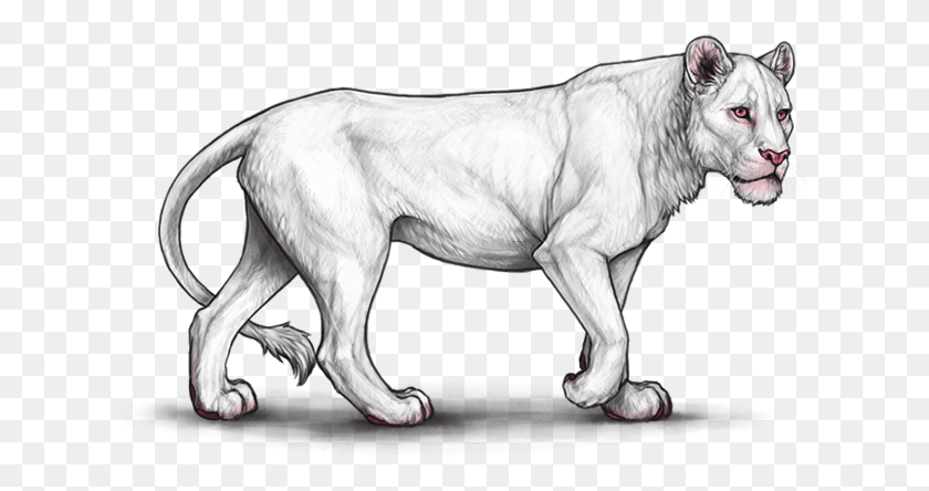 625x384 Vhpwvvw Lioden Neutral Lioness, Dog, Pet, Canine HD PNG Download