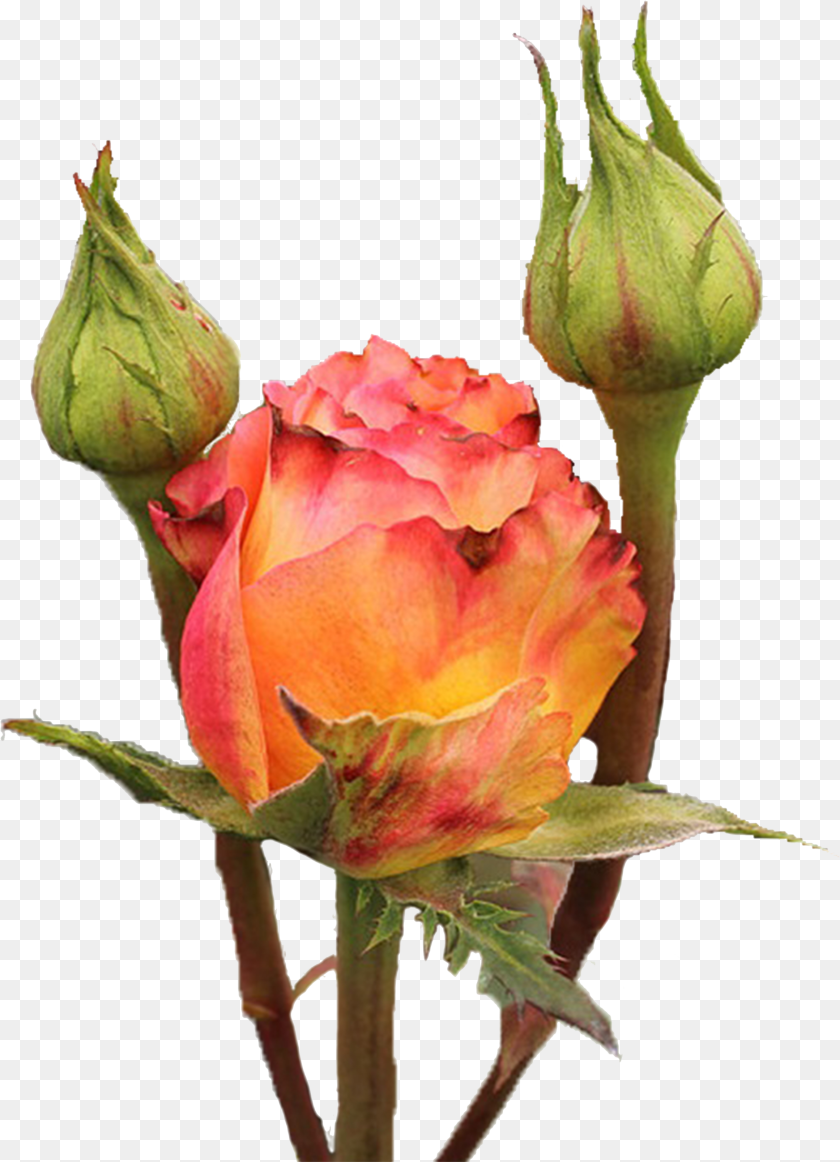 2323x3213 Victorian Spirit Ecuamia Flowers Victorian Spirit Rose Clipart PNG