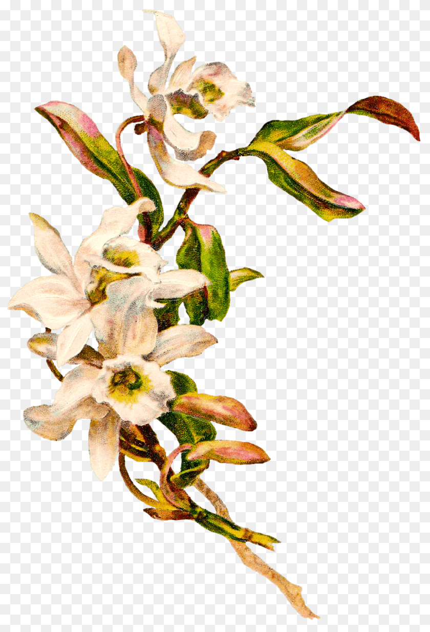 975x1432 Victorian Vintage Flowers Transparent, Flower, Plant, Acanthaceae, Petal Clipart PNG
