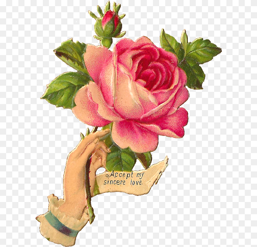 611x807 Victorian Vintage Rose Illustration, Flower, Plant, Flower Arrangement, Flower Bouquet PNG