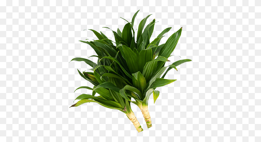 397x398 View All Pics Houseplant, Plant, Flower, Blossom HD PNG Download