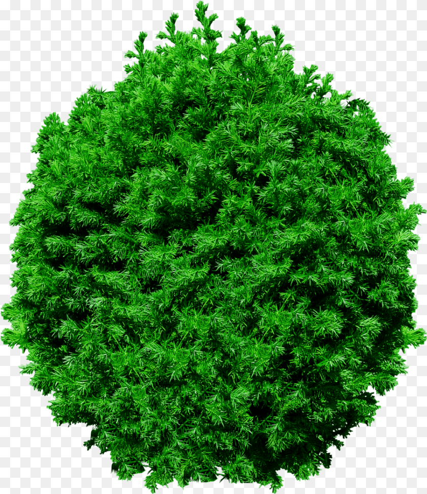 View Files Picture Trees Top View, Conifer, Vegetation, Green, Tree Clipart PNG