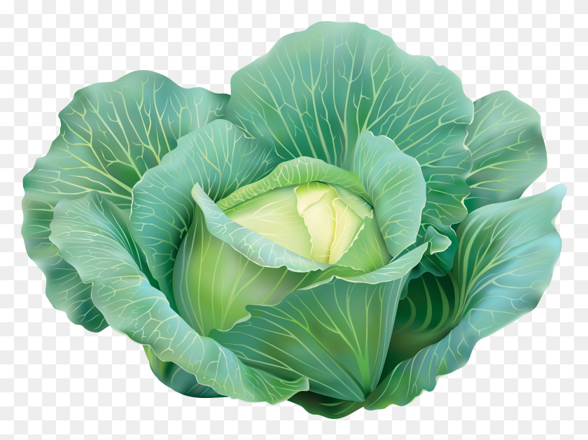 5823x4241 View Full Size Clip Art Cabbage HD PNG Download