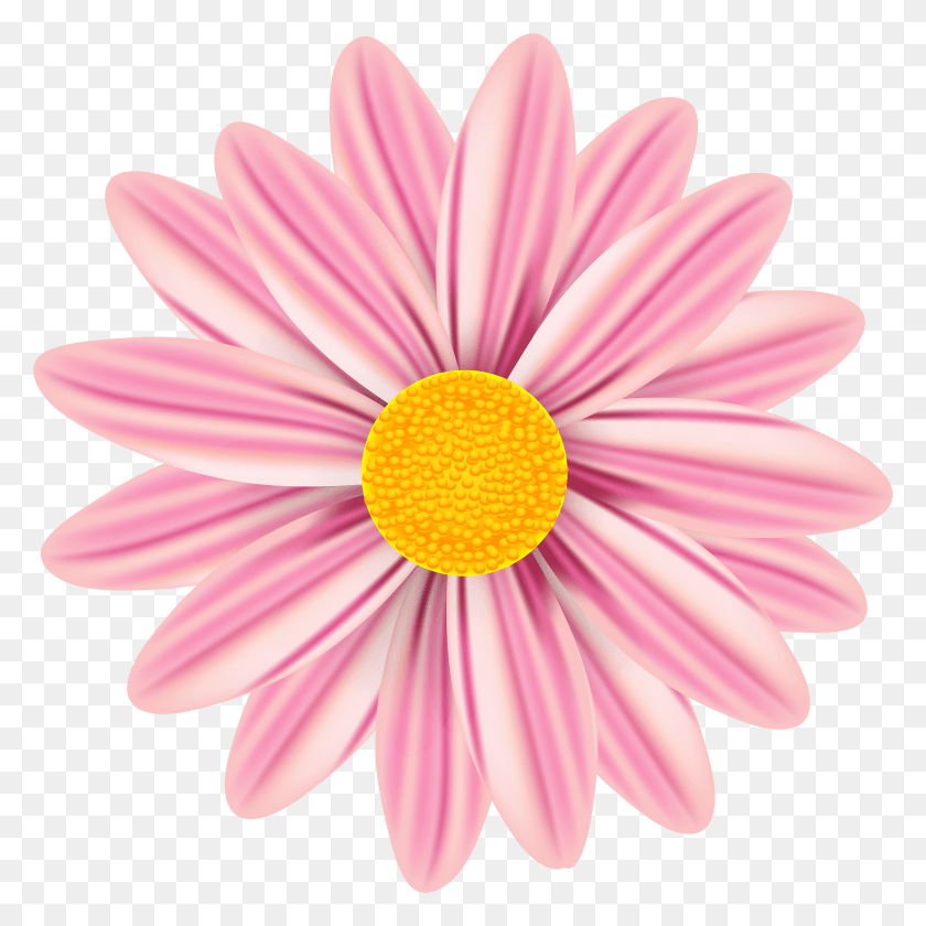 4880x4881 View Full Size Daisy HD PNG Download